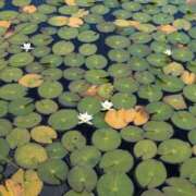 ヒメ日記 2025/07/23 17:12 投稿 こみち 東京人妻セレブリティ（ユメオト）