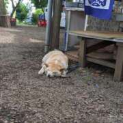 ヒメ日記 2025/09/07 17:47 投稿 こみち 東京人妻セレブリティ（ユメオト）