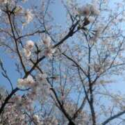 ヒメ日記 2026/04/03 18:00 投稿 こみち 東京人妻セレブリティ（ユメオト）