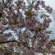 ヒメ日記 2026/04/16 17:34 投稿 こみち 東京人妻セレブリティ（ユメオト）