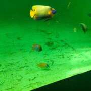 ヒメ日記 2026/03/30 13:09 投稿 とわ 妻天 日本橋店