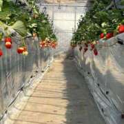 ヒメ日記 2025/04/01 18:29 投稿 せいか イキなり生彼女from大宮