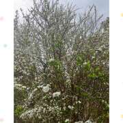 ヒメ日記 2025/03/28 07:09 投稿 かいり 尼崎人妻援護会