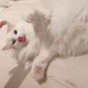 ヒメ日記 2025/04/02 19:08 投稿 六華-りっか- フォーシーズン