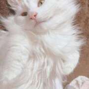 ヒメ日記 2025/04/14 21:18 投稿 六華-りっか- フォーシーズン