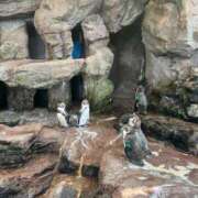 ヒメ日記 2025/11/27 23:15 投稿 ななこ☆私の初めて貰ってね♡ JKサークル