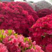 ヒメ日記 2025/07/08 14:22 投稿 まりも 熟女の風俗最終章 新宿店