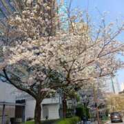 ヒメ日記 2026/03/30 17:32 投稿 まりも 熟女の風俗最終章 新宿店