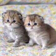 ヒメ日記 2025/04/02 17:55 投稿 きょうこ 熟女の風俗最終章 新宿店