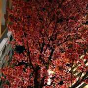 ヒメ日記 2025/03/25 19:42 投稿 つぼみ 熟女の風俗最終章 新宿店