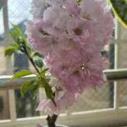 ヒメ日記 2025/03/31 14:42 投稿 あやな 熟女の風俗最終章 新宿店