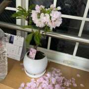 ヒメ日記 2025/04/04 09:52 投稿 あやな 熟女の風俗最終章 新宿店