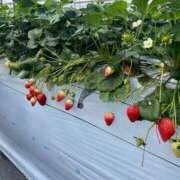 ヒメ日記 2025/05/23 16:42 投稿 あやな 熟女の風俗最終章 新宿店