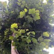 ヒメ日記 2025/07/13 07:52 投稿 あやな 熟女の風俗最終章 新宿店