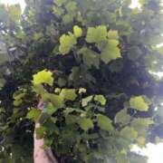 ヒメ日記 2025/07/15 07:42 投稿 あやな 熟女の風俗最終章 新宿店