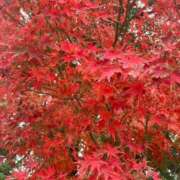 ヒメ日記 2025/12/03 14:26 投稿 あやな 熟女の風俗最終章 新宿店