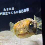 ヒメ日記 2026/02/27 23:40 投稿 あやな 熟女の風俗最終章 新宿店