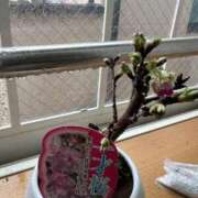 ヒメ日記 2026/03/25 09:14 投稿 あやな 熟女の風俗最終章 新宿店