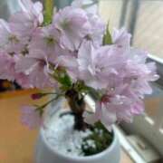 ヒメ日記 2026/04/01 16:20 投稿 あやな 熟女の風俗最終章 新宿店