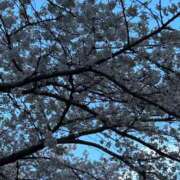 ヒメ日記 2026/04/03 07:58 投稿 あやな 熟女の風俗最終章 新宿店