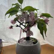 ヒメ日記 2026/04/07 08:42 投稿 あやな 熟女の風俗最終章 新宿店