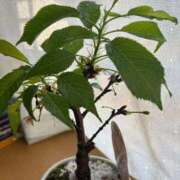 ヒメ日記 2026/04/11 10:52 投稿 あやな 熟女の風俗最終章 新宿店