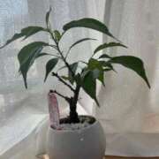 ヒメ日記 2026/04/20 08:02 投稿 あやな 熟女の風俗最終章 新宿店