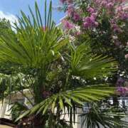 ヒメ日記 2025/08/25 09:06 投稿 ゆきほ 熟女の風俗最終章 新宿店