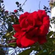 ヒメ日記 2025/01/13 13:53 投稿 しま 熟女の風俗最終章 新宿店