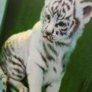 ヒメ日記 2025/01/18 04:12 投稿 しま 熟女の風俗最終章 新宿店