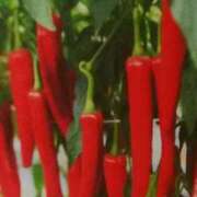 ヒメ日記 2025/02/09 17:52 投稿 しま 熟女の風俗最終章 新宿店