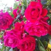 ヒメ日記 2025/02/13 15:23 投稿 しま 熟女の風俗最終章 新宿店