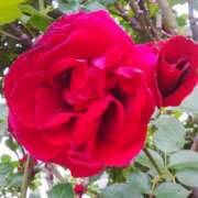 ヒメ日記 2025/03/02 09:07 投稿 しま 熟女の風俗最終章 新宿店