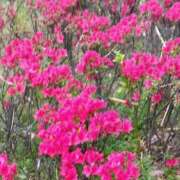 ヒメ日記 2025/04/14 20:24 投稿 しま 熟女の風俗最終章 新宿店