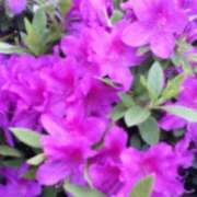 ヒメ日記 2025/04/21 00:53 投稿 しま 熟女の風俗最終章 新宿店