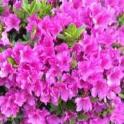 ヒメ日記 2025/04/22 14:56 投稿 しま 熟女の風俗最終章 新宿店