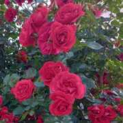 ヒメ日記 2025/05/15 13:25 投稿 しま 熟女の風俗最終章 新宿店