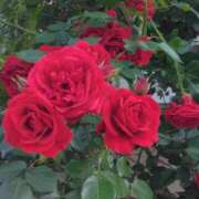 ヒメ日記 2025/05/25 20:55 投稿 しま 熟女の風俗最終章 新宿店