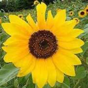 ヒメ日記 2025/07/09 13:32 投稿 しま 熟女の風俗最終章 新宿店