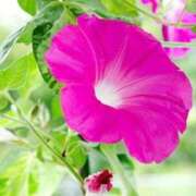 ヒメ日記 2025/07/13 00:25 投稿 しま 熟女の風俗最終章 新宿店