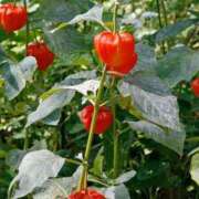 ヒメ日記 2025/07/16 19:50 投稿 しま 熟女の風俗最終章 新宿店