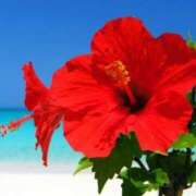 ヒメ日記 2025/07/20 08:46 投稿 しま 熟女の風俗最終章 新宿店