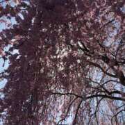 ヒメ日記 2025/04/25 13:42 投稿 みちる 熟女の風俗最終章 新宿店