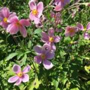 ヒメ日記 2025/09/08 13:03 投稿 みちる 熟女の風俗最終章 新宿店