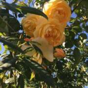 みちる こんにちは 熟女の風俗最終章 新宿店