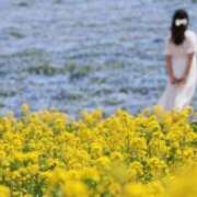 ヒメ日記 2026/04/06 19:10 投稿 水上まい Mrs. Dandy Yokohama