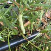 ヒメ日記 2025/07/08 07:31 投稿 佐々波エヴァ Mrs. Dandy Yokohama