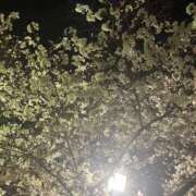 ヒメ日記 2025/03/27 20:19 投稿 サクラ 玉乱☆痴（たまらんち）