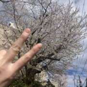 ヒメ日記 2025/04/06 14:26 投稿 サクラ 玉乱☆痴（たまらんち）