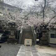 ヒメ日記 2026/03/26 17:12 投稿 サクラ 玉乱☆痴（たまらんち）